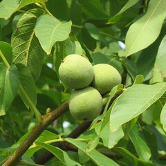 Eetbare tuin-edible garden Juglans regia 'Chandler' - Walnut Tree