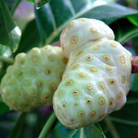 Eetbare tuin-edible garden Morinda citrifolia - Nono