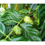 Eetbare tuin-edible garden Morinda citrifolia - Nono