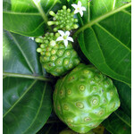 Eetbare tuin-edible garden Morinda citrifolia - Nono