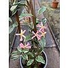 Bloemen-flowers Trachelospermum Star of Milano - Variegated Pink star Jasmin