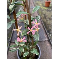 Bloemen-flowers Trachelospermum Star of Milano - Variegated Pink star Jasmin