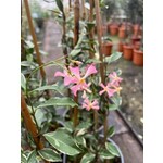 Bloemen-flowers Trachelospermum Star of Milano - Bonte Roze sterjasmijn