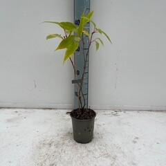 Eetbare tuin-edible garden Actinidia arguta "Weiki" - Mannelijke Kiwibes