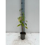 Eetbare tuin-edible garden Actinidia arguta "Ken's Red" - Rode kiwibes