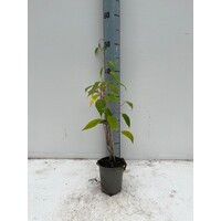 Eetbare tuin-edible garden Actinidia arguta "Ken's Red" - Red kiwi berry