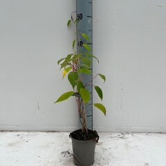 Eetbare tuin-edible garden Actinidia arguta "Ken's Red" - Rode kiwibes