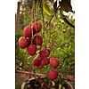 Eetbare tuin-edible garden Litchi chinensis - Lychee