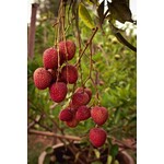 Eetbare tuin-edible garden Litchi chinensis - Lychee - Litchi