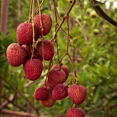 Eetbare tuin-edible garden Litchi chinensis -  Arbre lychee
