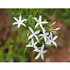Bloemen-flowers Jasminum nitidum - Jasminum magnificum