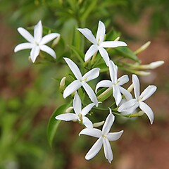 Bloemen-flowers Jasminum nitidum - Jasminum magnificum