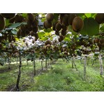 Eetbare tuin-edible garden Actinidia arguta "Weiki" - Mannelijke Kiwibes