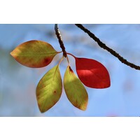 Bomen-trees Nyssa aquatica - Water Tupelo