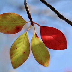 Bomen-trees Nyssa aquatica - Tupelo aquatique
