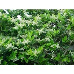 Bloemen-flowers Ligustrum japonicum Texanum - Liguster
