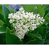 Bloemen-flowers Ligustrum japonicum Texanum - Japanese privet