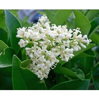 Bloemen-flowers Ligustrum japonicum Texanum - Japanese privet