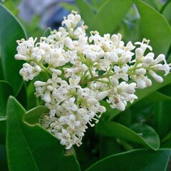 Bloemen-flowers Ligustrum japonicum Texanum - Japanese privet