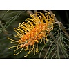 Bloemen-flowers Grevillea robusta - Chêne soyeux d'Australie