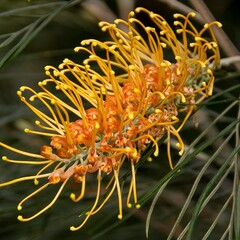 Bloemen-flowers Grevillea robusta - Australian silver oak