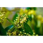 Bloemen-flowers Litsea cubeba - May Chang - Maqaw