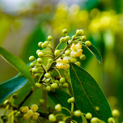 Bloemen-flowers Litsea cubeba - May Chang