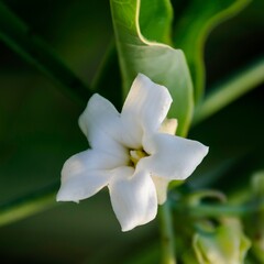 Bloemen-flowers Araujia sericifera - Araujia soyeuse