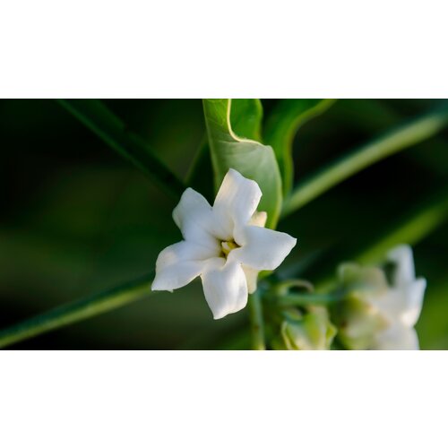 Bloemen-flowers Araujia sericifera - White bladderflower