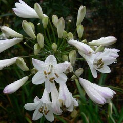 Bloemen-flowers Agapanthus praecox "Alba - African white lily