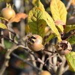 Eetbare tuin-edible garden Mespilus germanica - Mispelboom