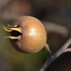 Eetbare tuin-edible garden Mespilus germanica - Medlar