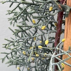 Bomen-trees Cupressus arizonica Glauca - Amerikaanse cipres