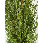 Bomen-trees Cupressus sempervirens "Totem"- Cypres Italien