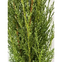 Bomen-trees Cupressus sempervirens "Totem"- Cypres Italien