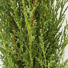Bomen-trees Cupressus sempervirens "Totem"- Cypres Italien