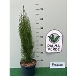 Bomen-trees Cupressus sempervirens "Totem"- Cypres Italien