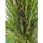Bomen-trees Cupressus sempervirens "Totem"- Cypres Italien