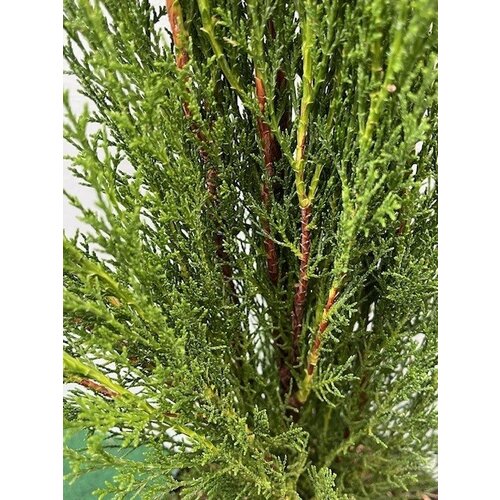 Bomen-trees Cupressus sempervirens "Totem"- Cypres Italien