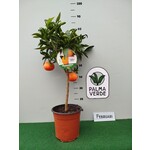 Eetbare tuin-edible garden Citrus tangelo - Tangelo Nova -  Orlando Mineola