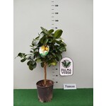 Eetbare tuin-edible garden Citrus medica - Sukadeboom - Cederappel