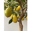 Eetbare tuin-edible garden Citrus x floridana - Limequat