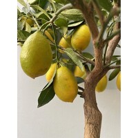 Eetbare tuin-edible garden Citrus x floridana - Limequat