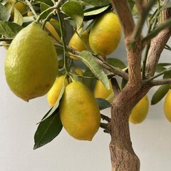Eetbare tuin-edible garden Citrus x floridana - Limequat