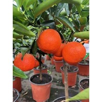 Eetbare tuin-edible garden Citrus tangelo - Tangelo Nova -  Orlando Mineola