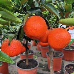 Eetbare tuin-edible garden Citrus tangelo - Tangelo Nova -  Orlando Mineola