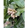 Eetbare tuin-edible garden Citrus medica  - Sukade - Cedrat