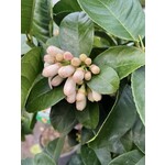 Eetbare tuin-edible garden Citrus medica - Sukadeboom - Cederappel