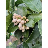 Eetbare tuin-edible garden Citrus medica - Cédrat