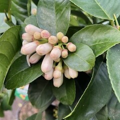 Eetbare tuin-edible garden Citrus medica - Cédrat